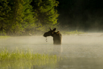 Female moose, Alces americanus feeding on lake plants in Canada.