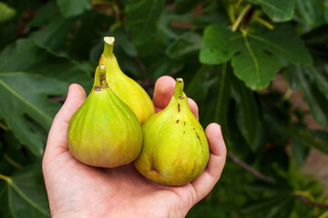 Hand holding freshly picked figs from a tree
