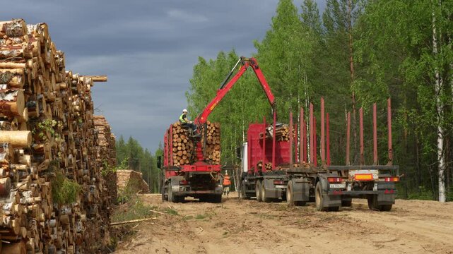 Loading timber into a logging truck. Deforestation