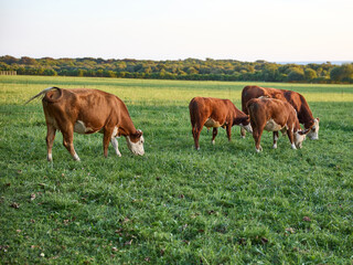 Obraz premium Cows grazing in the pasture