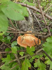 Leccinum versipelle mushroom in dense deciduous forest