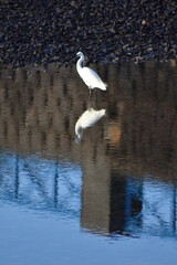 A beautiful Heron in LANZAROTE