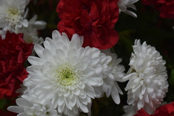 red dahlia flower