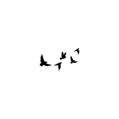 birds in flight