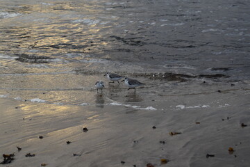 walking on the beach