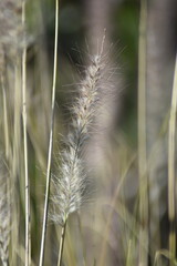 dry grass in the wind