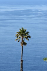 tree on the water