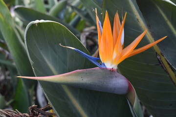bird of paradise, sterlizia