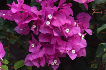 pink and purple