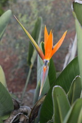 The Strelitzia, commonly known as the "bird of paradise," is a striking tropical plant native to South Africa.