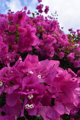 pink and purple flowers