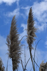 A plant called cortadeira 