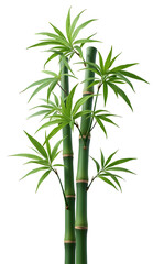 Obraz premium Bamboo Plant