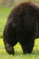 Fototapeta premium American Black bear, Ursus americanus walking away in northern woods of Minnesota. 