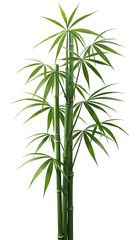 Obraz premium Bamboo Plant