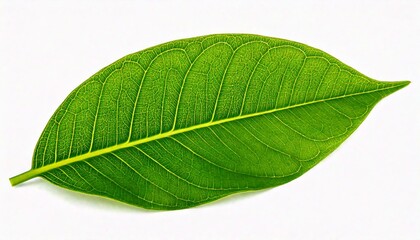 Obraz premium Green Coca Leaf Isolated on a White Background