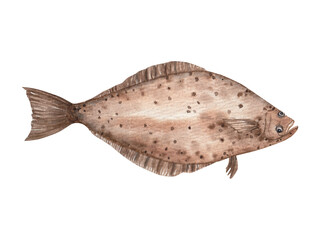 Halibut (Hippoglossus hippoglossus) – Watercolor fish illustration, hand-drawn, transparent background