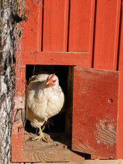 Chicken walking out from the chicken coop into the sunny weather. Hen. Farm animals. Poultry. Free range birds.