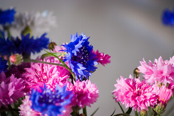 Fototapeta premium bouquet of spring flowers of blue and pink cornflowers illuminated by the rays of the sun in the background gray background