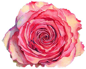 Hand-drawn Watercolor Painting of a Pink Rose. Isolated png file.