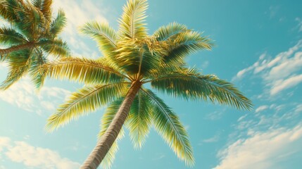 Two tall palm trees against clear blue sky with sunlight filtering through leaves