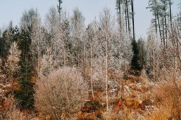 Snow-covered evergreen trees in a serene winter landscape