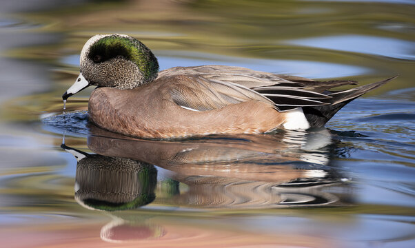 American wigeon, Mareca americana, in Arizona.