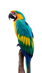 Fototapeta premium Macaw Side View Full Body Background