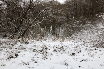 Landscape of dense winter snowy forest on a frosty cloudy day