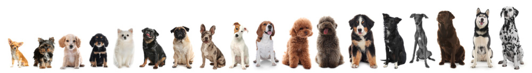 Adorable dogs of different sizes in row on white background, from smallest to largest
