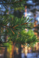 Obraz premium branches of a pine