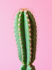 Naklejka premium The cactus is green and has short spiky stems on top.