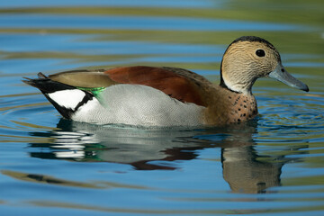 Ringed teal, Callonetta leucophrys in Arizona.