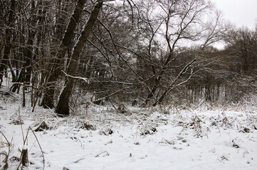 Landscape of dense winter snowy forest on a frosty cloudy day