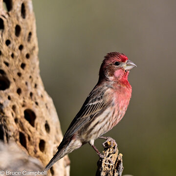 Finch on a cholla cactus skeleton