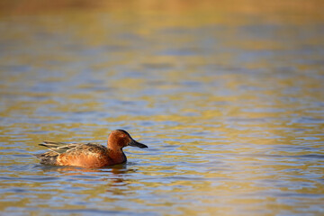 Cinnamon teal, Spatula cyanoptera in Arizona.