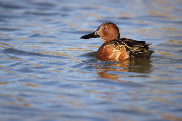 Cinnamon teal, Spatula cyanoptera in Arizona.