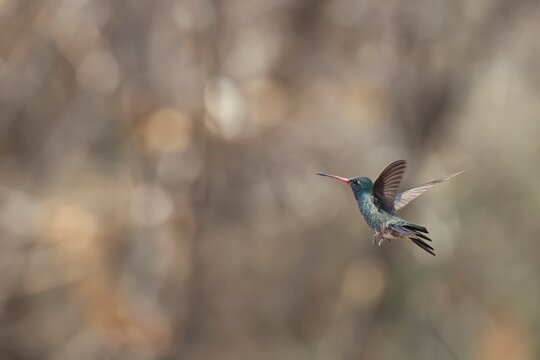 Lucifer's hummingbird in flight 