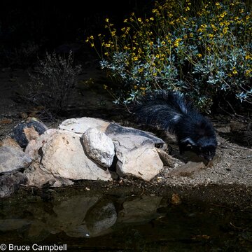 Skunk looking for water