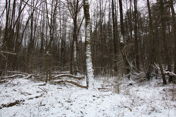 Landscape of dense winter snowy forest on a frosty cloudy day