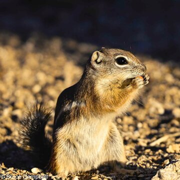 squirrel on the ground