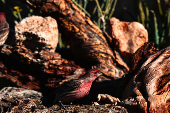 Finch resting on a log 