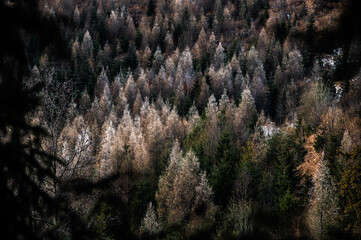 Snow-covered evergreen trees create a stunning winter landscape with a serene natural backdrop perfect for holiday-themed photos or outdoor winter adventures.