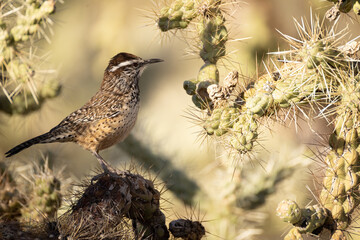 Cactus wren, Campylorhynchus brunneicapillus, perched on cactus, in Arizona.