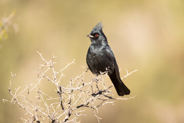 Phainopepla, Phainopepla nitens, male perched in Arizona.
