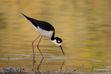 Black- necked stilt, Himantopus mexicanus feeding in shallow pond.