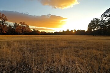 Obraz premium Golden sunset over a field of tall dry grass with silhouetted trees in the distance