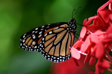 monarch butterfly on flower