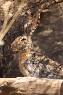 Antelope jackrabbit, Lepus alleni in Arizona.