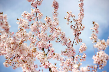 Beautiful branches of pink blossoms on the tree during spring season against blue sky. Floral pattern texture. Nature background.